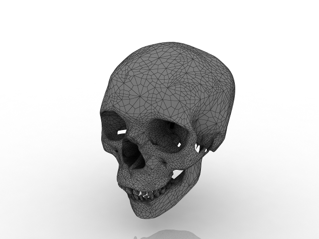 Skull 3D model