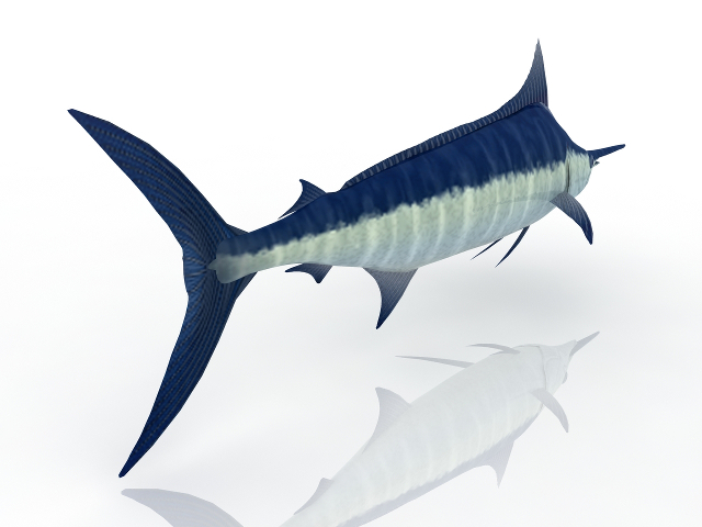 Swordfish 3D model