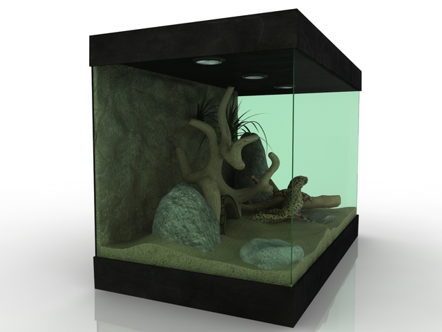 Terrarium with a gecko 3D model