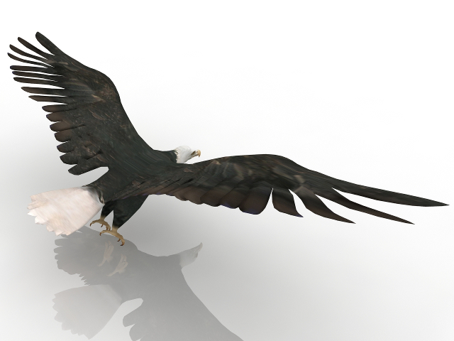 Eagle 3D model