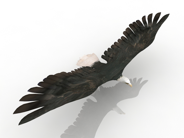 Eagle 3D model