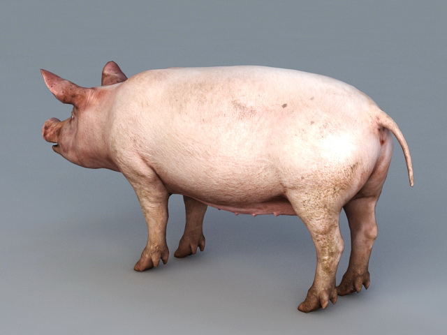 Pig 3D model