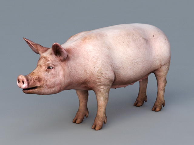 Pig 3D model