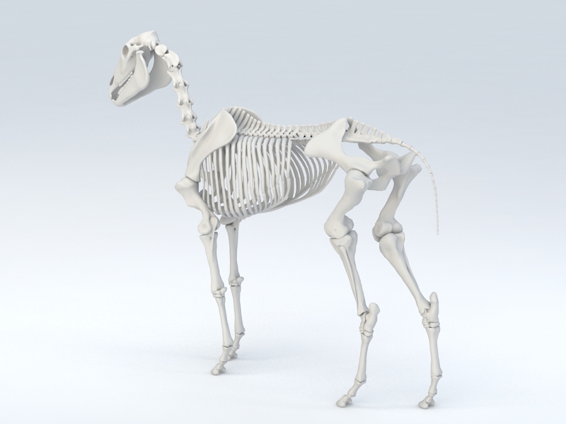 Horse Skeleton 3D model