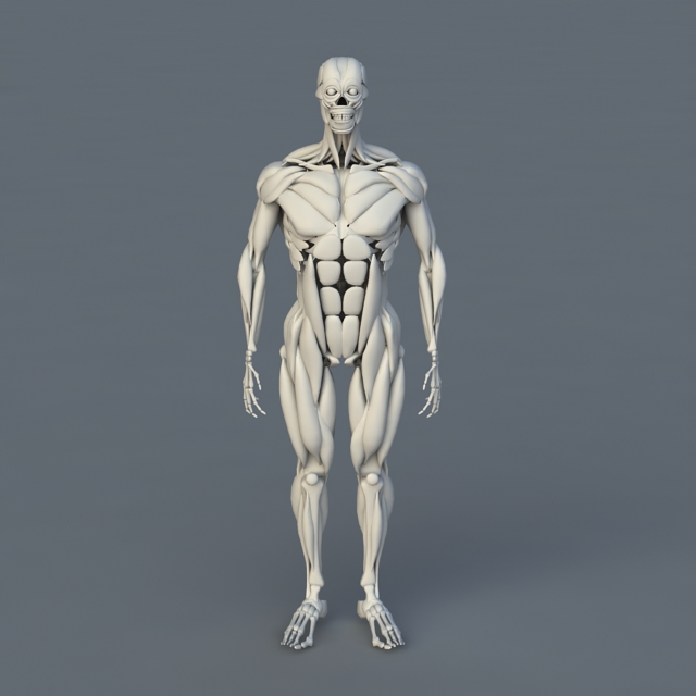 Human Body Bones and Muscles 3d model