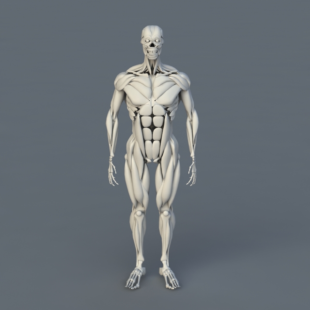 Human Body Bones And Muscles Free 3d Models