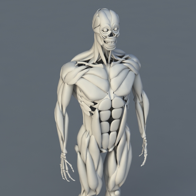 Human Body Bones and Muscles 3d model