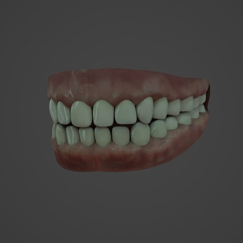 physical rendering model human teeth