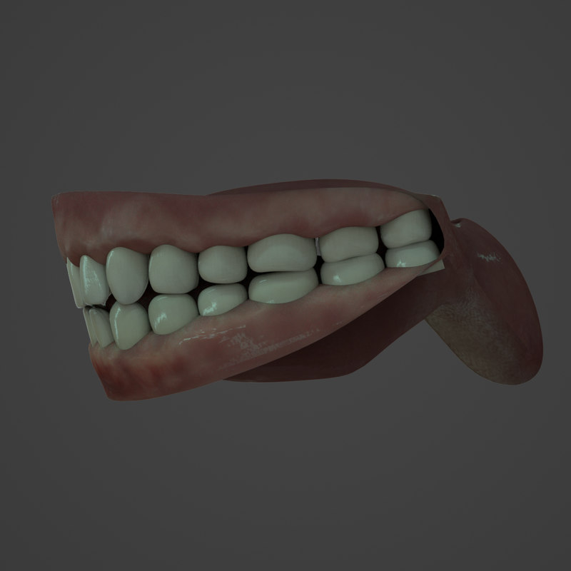 physical rendering model human teeth