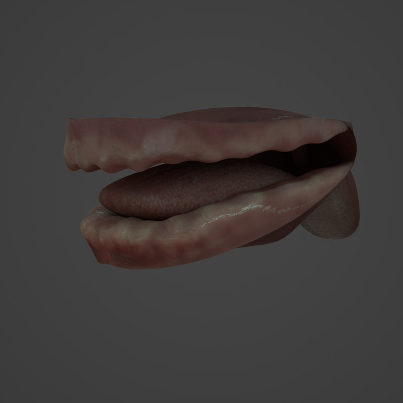 Human teeth 3D model