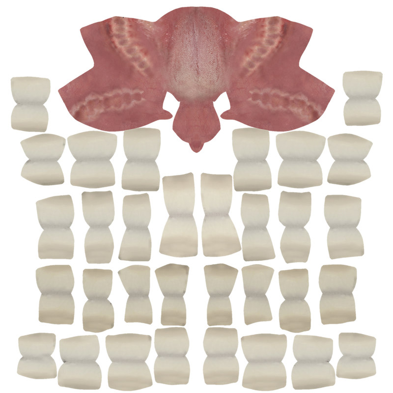 Human teeth 3D model