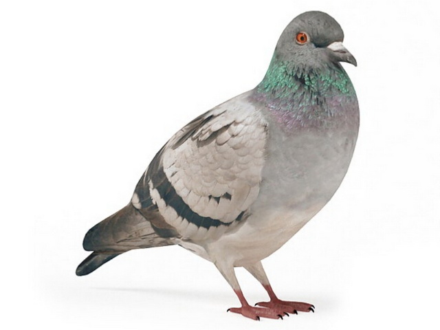 Pigeon 3D model