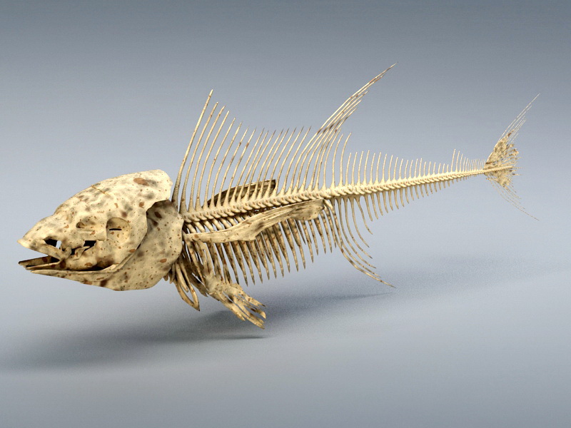 Tuna Fish Skeleton 3D model