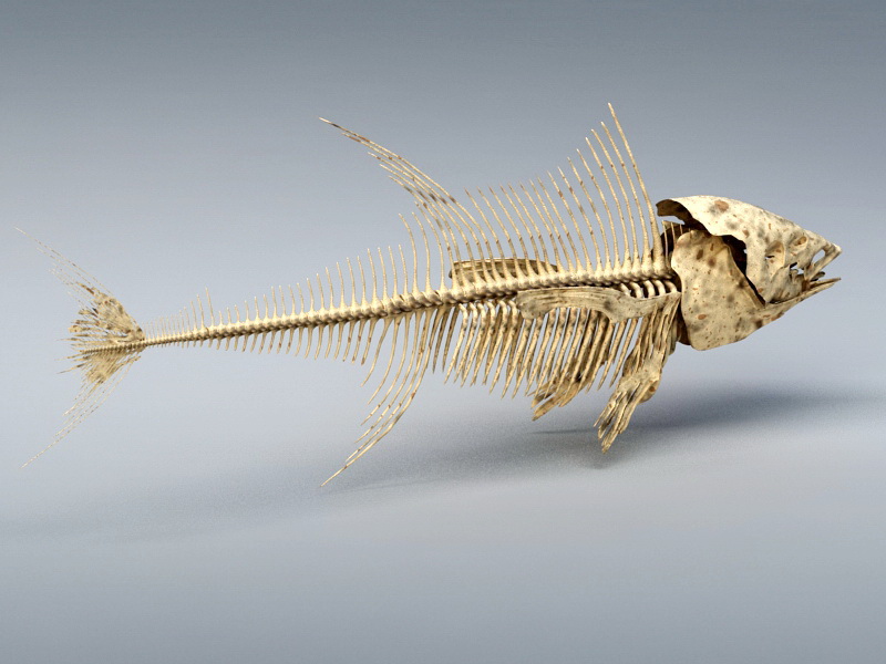 Tuna Fish Skeleton 3D model