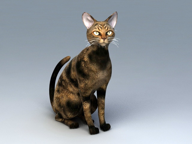 American Shorthair Cat 3d Model Download For Free