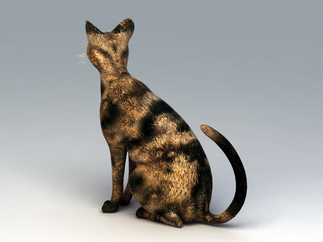 American Shorthair Cat 3D model