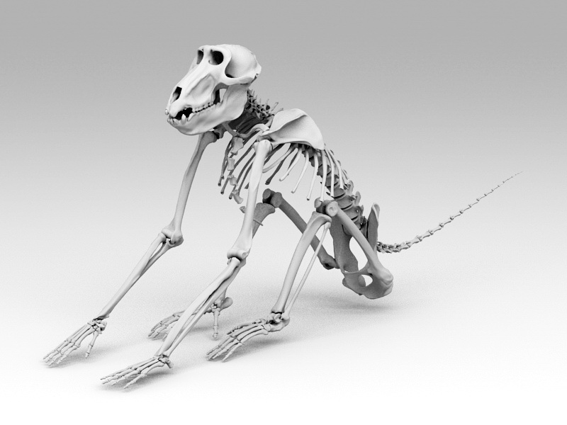 Baboon Skeleton 3D model