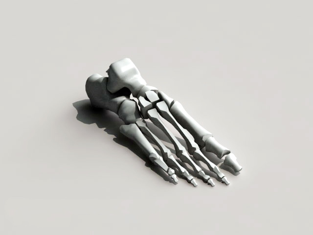 Foot Skeleton 3D model