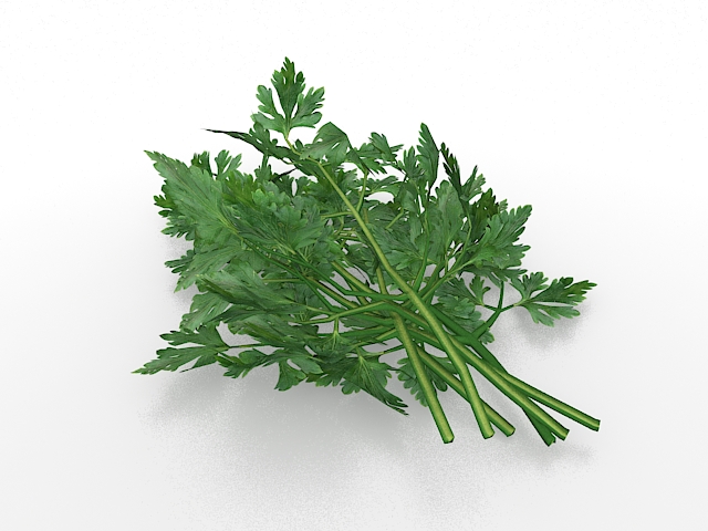 Parsley herb 3D model
