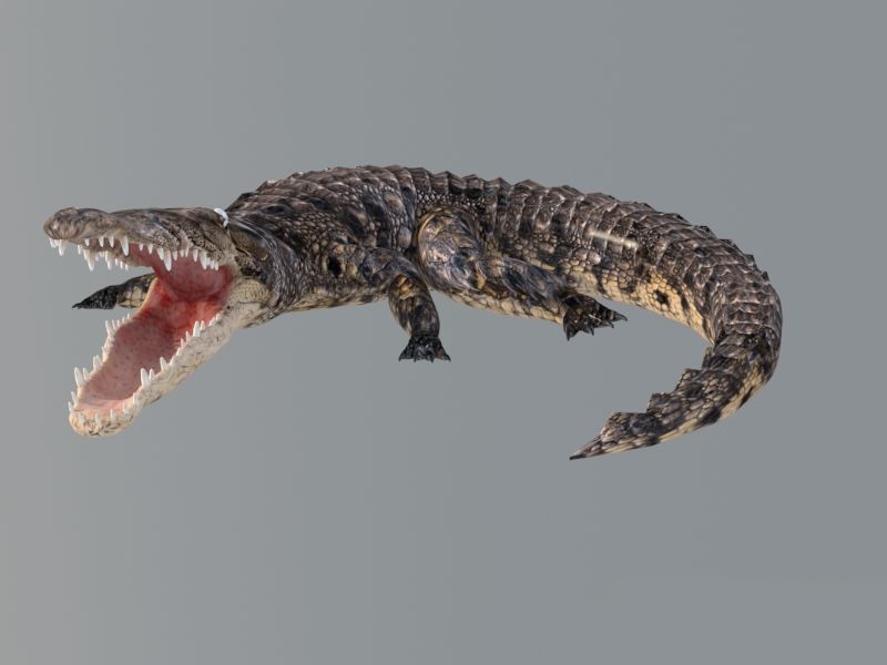 Crocodile 3D model