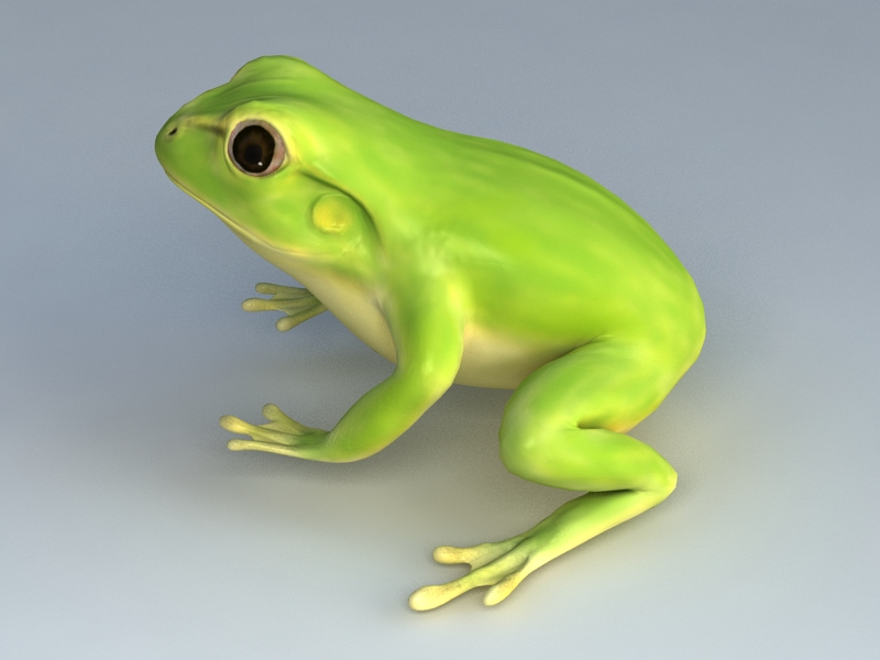 Green Tree Frog 3D model