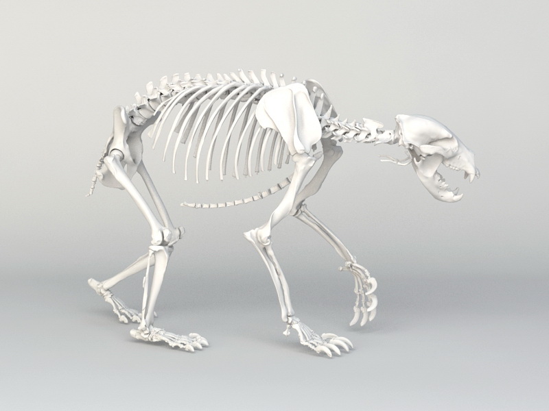 Grizzly Bear Skeleton 3D model