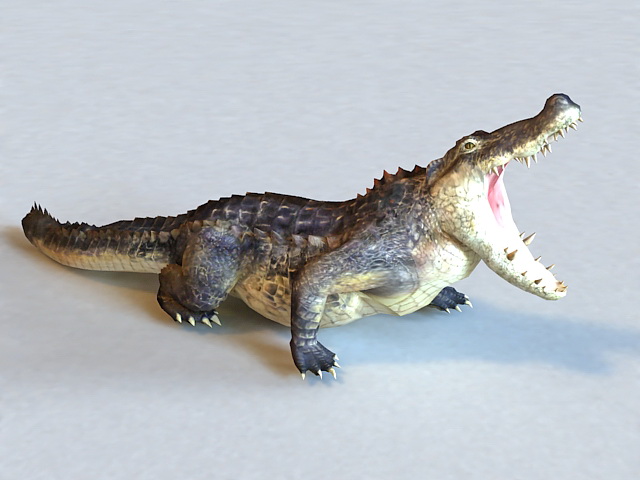 American Alligator 3D model