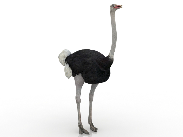 Camel-bird 3D model