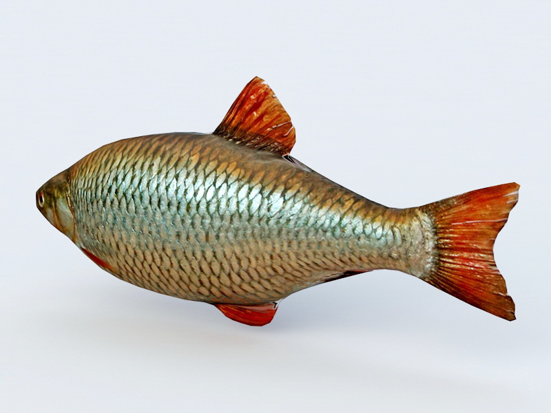 Carp Fish 3D model
