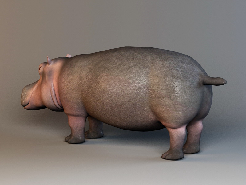 Cute hippopotamus 3D model
