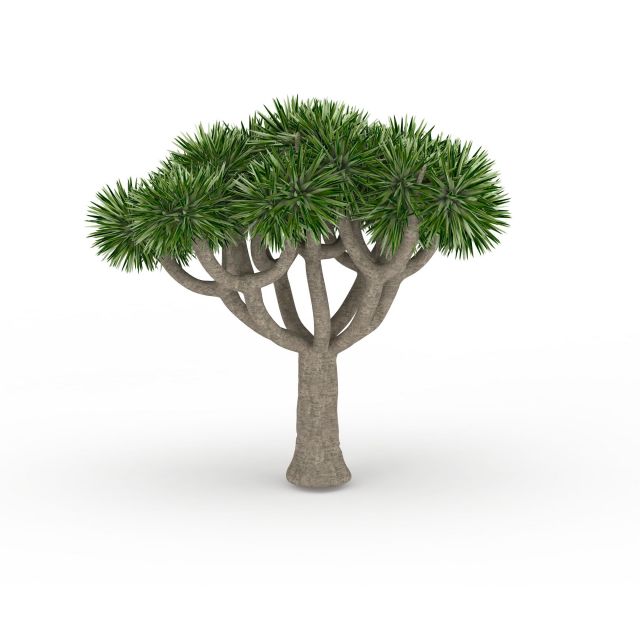 Desert palm tree 3D model