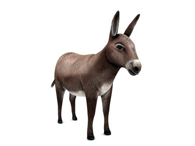 Domestic Donkey 3D model