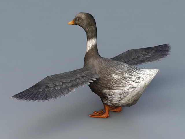Domestic Duck 3D model
