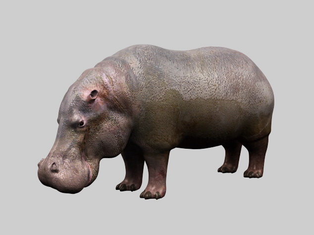 Fat Hippopotamus 3D model