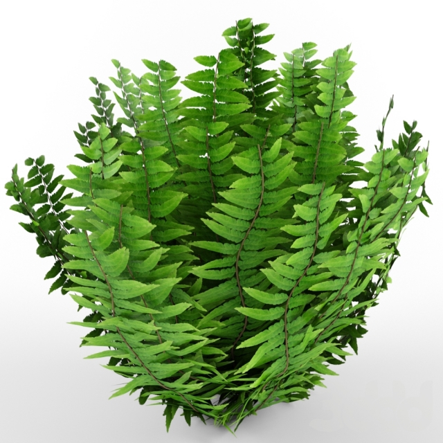 Fern bush 3D model