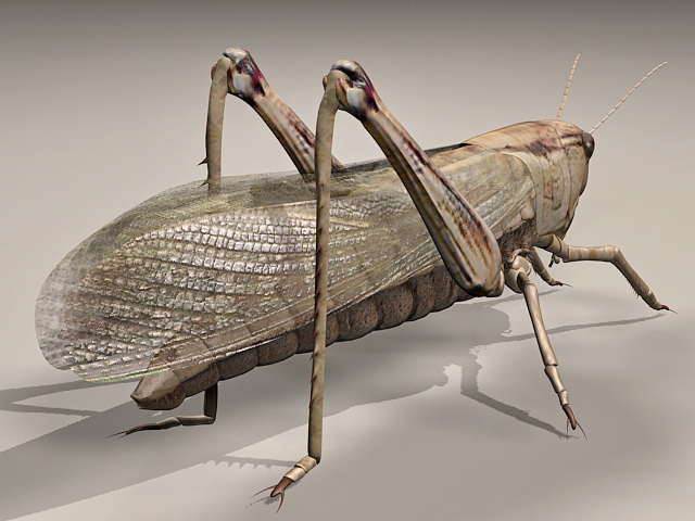 Giant Grasshopper 3D model