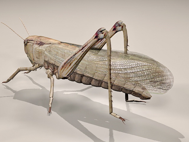 Giant Grasshopper 3D model