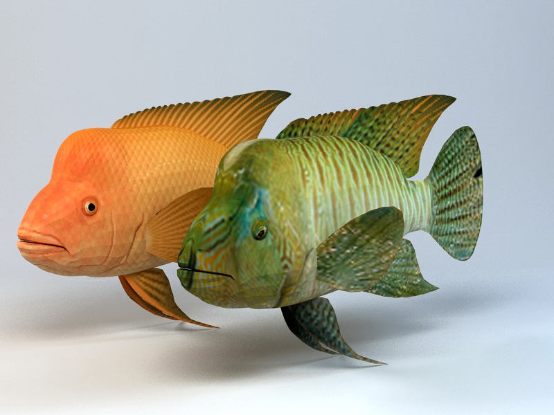 Humphead Wrasse Fish 3D model