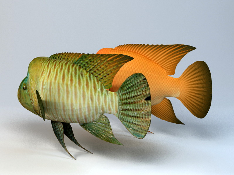 Humphead Wrasse Fish 3D model