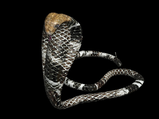 King Cobra Snake 3D model