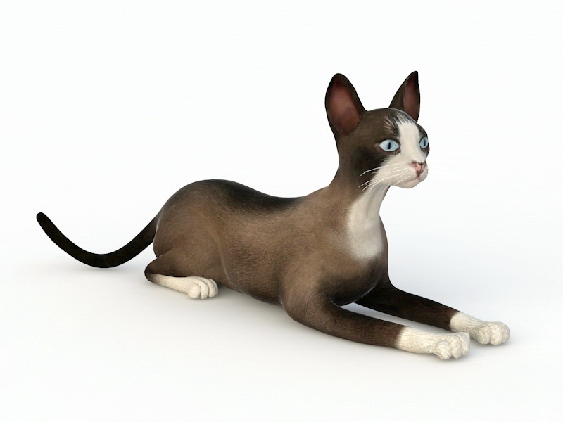 Snowshoe Cat 3D model