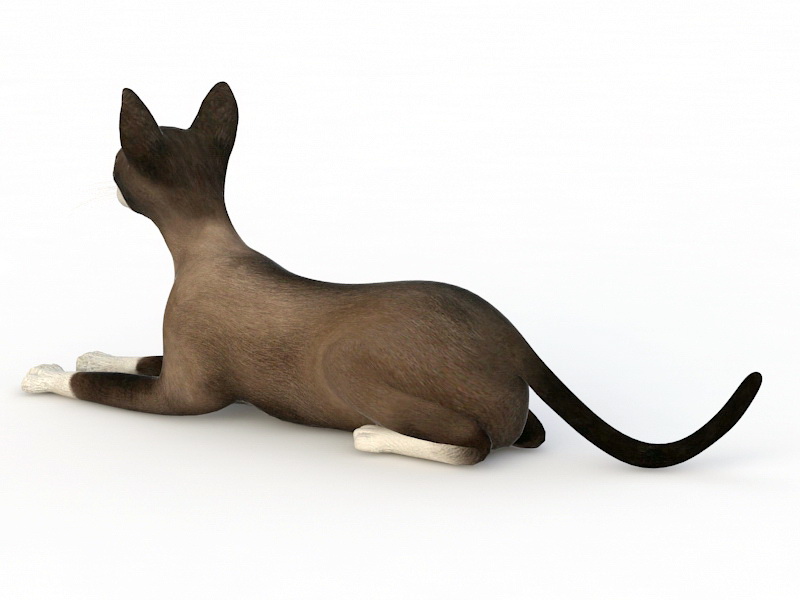Snowshoe Cat 3D model