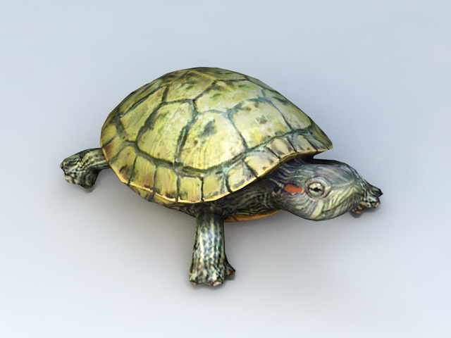 Water Turtle 3D model