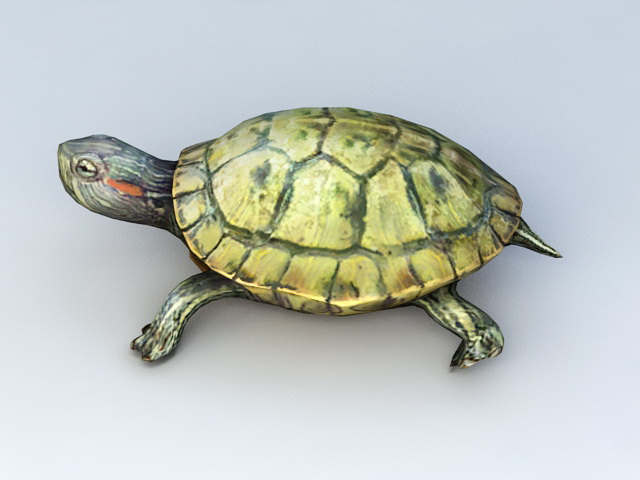 Water Turtle 3D model