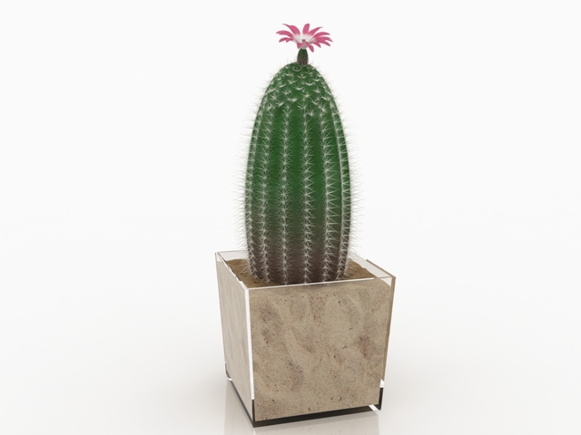 Cactus pot 3D model