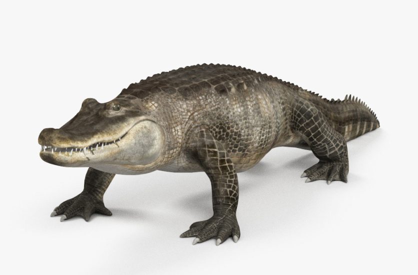 Alligator 3D model