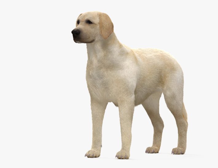 Labrador Retriever 3D model