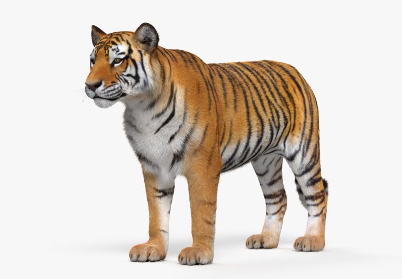 Tiger 3D model