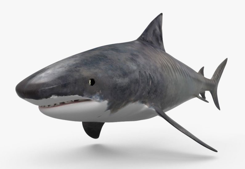 Tiger Shark 3D Model