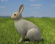 Common Rabbit 3d model